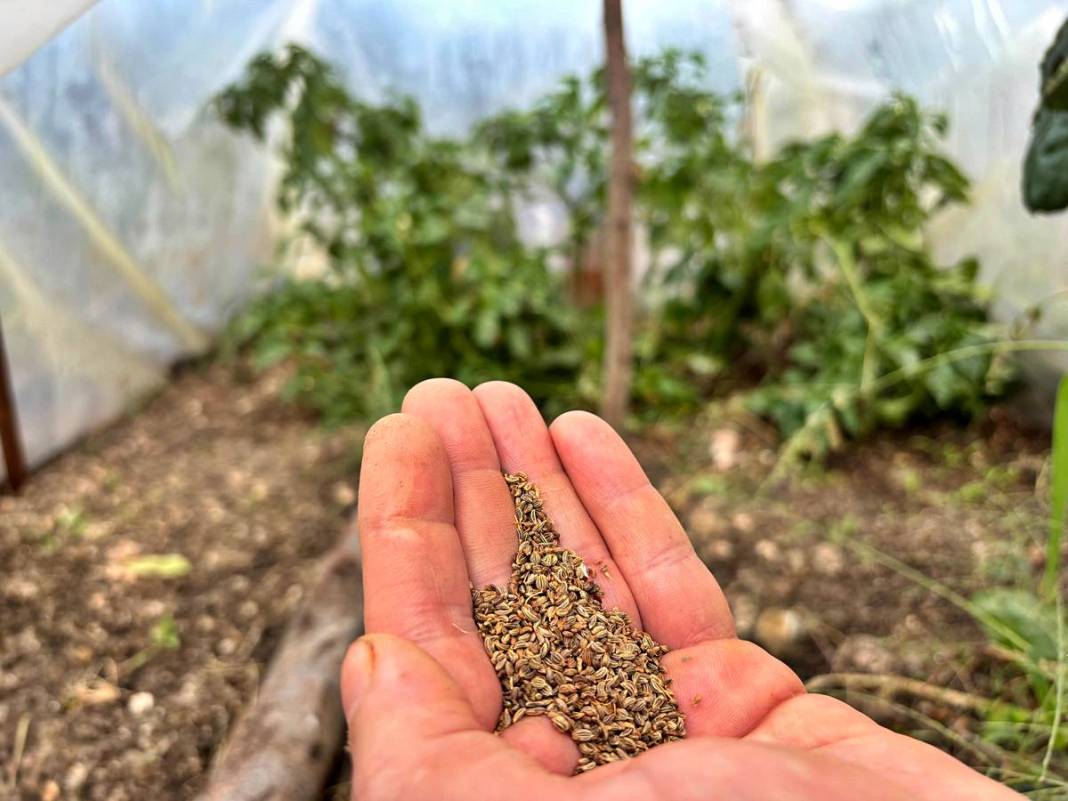 Balkonunda başladı, 150 bin tohumla Türkiye'yi değiştirdi! 7